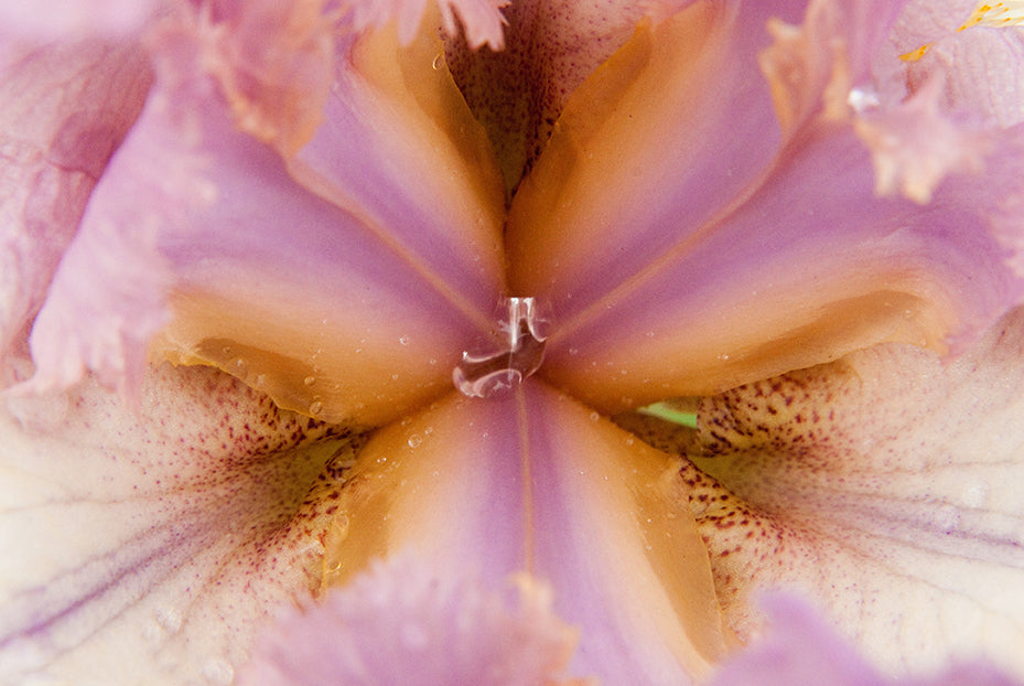Symmetry of Nature Nature / Floral Photo Fine Art Canvas Wall Art Prints - PIPAFINEART