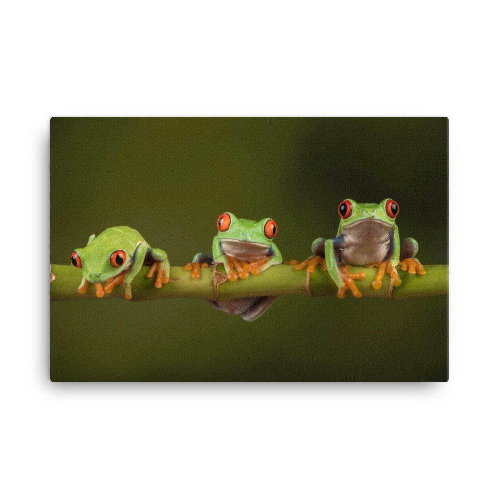Three Tiny Green Red Eyed Tree Frog Photograph Canvas Wall Art Print