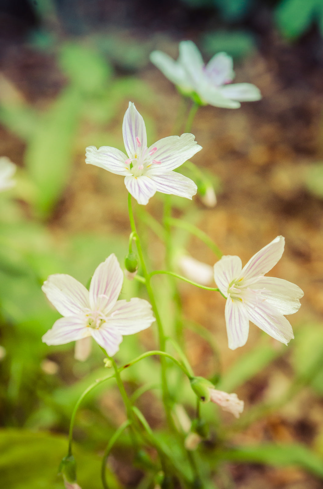 Tranquil Carolina Spring Beauty Nature / Floral Photo Fine Art Canvas Wall Art Prints - PIPAFINEART