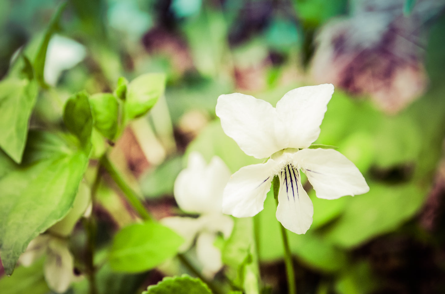 Tranquil China Violet Nature / Floral Photo Fine Art Canvas Wall Art Prints - PIPAFINEART