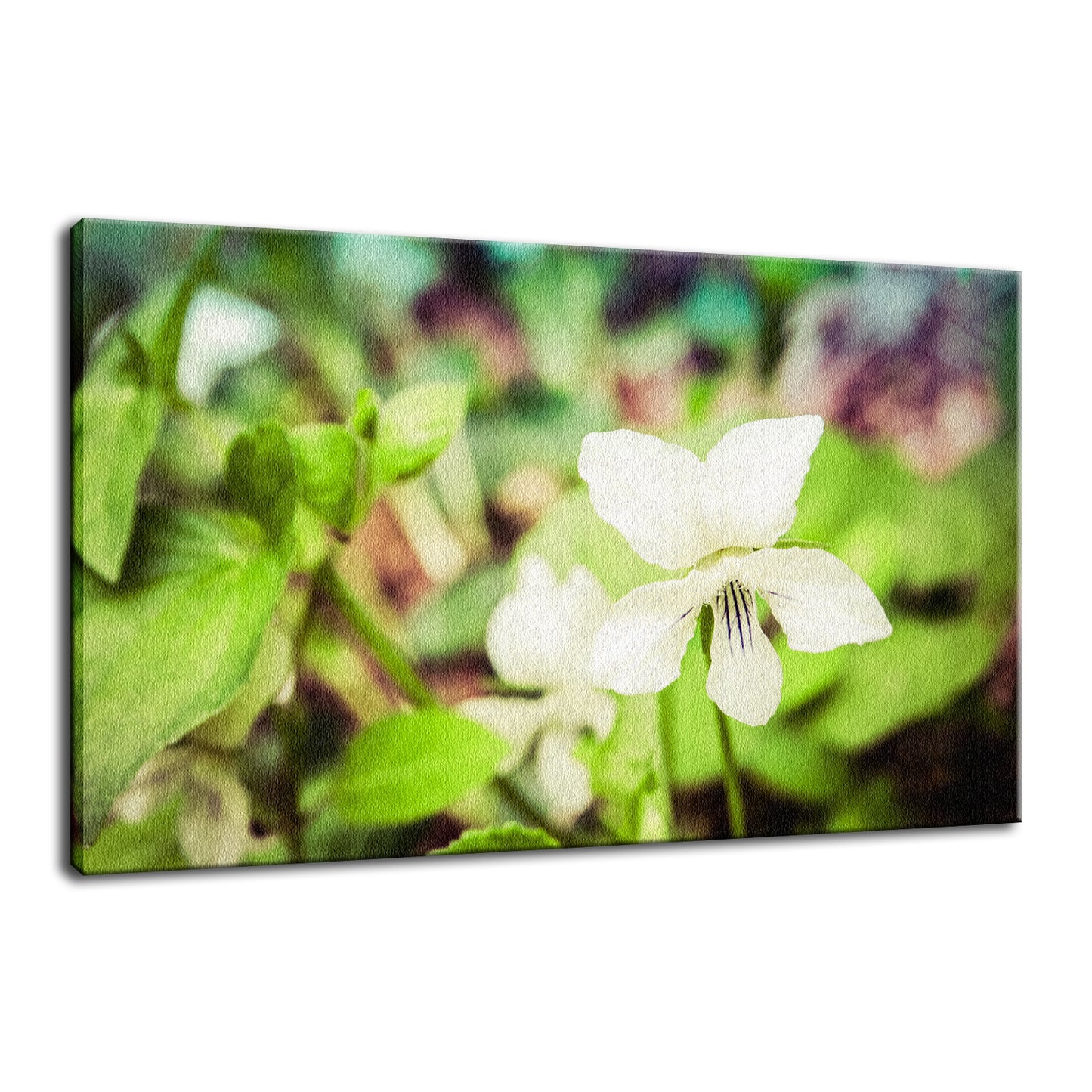 Tranquil China Violet Nature / Floral Photo Fine Art Canvas Wall Art Prints - PIPAFINEART