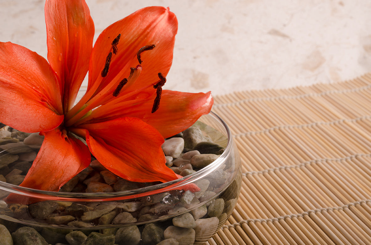 Tranquil Lily Nature / Floral Photo Fine Art Canvas Wall Art Prints - PIPAFINEART