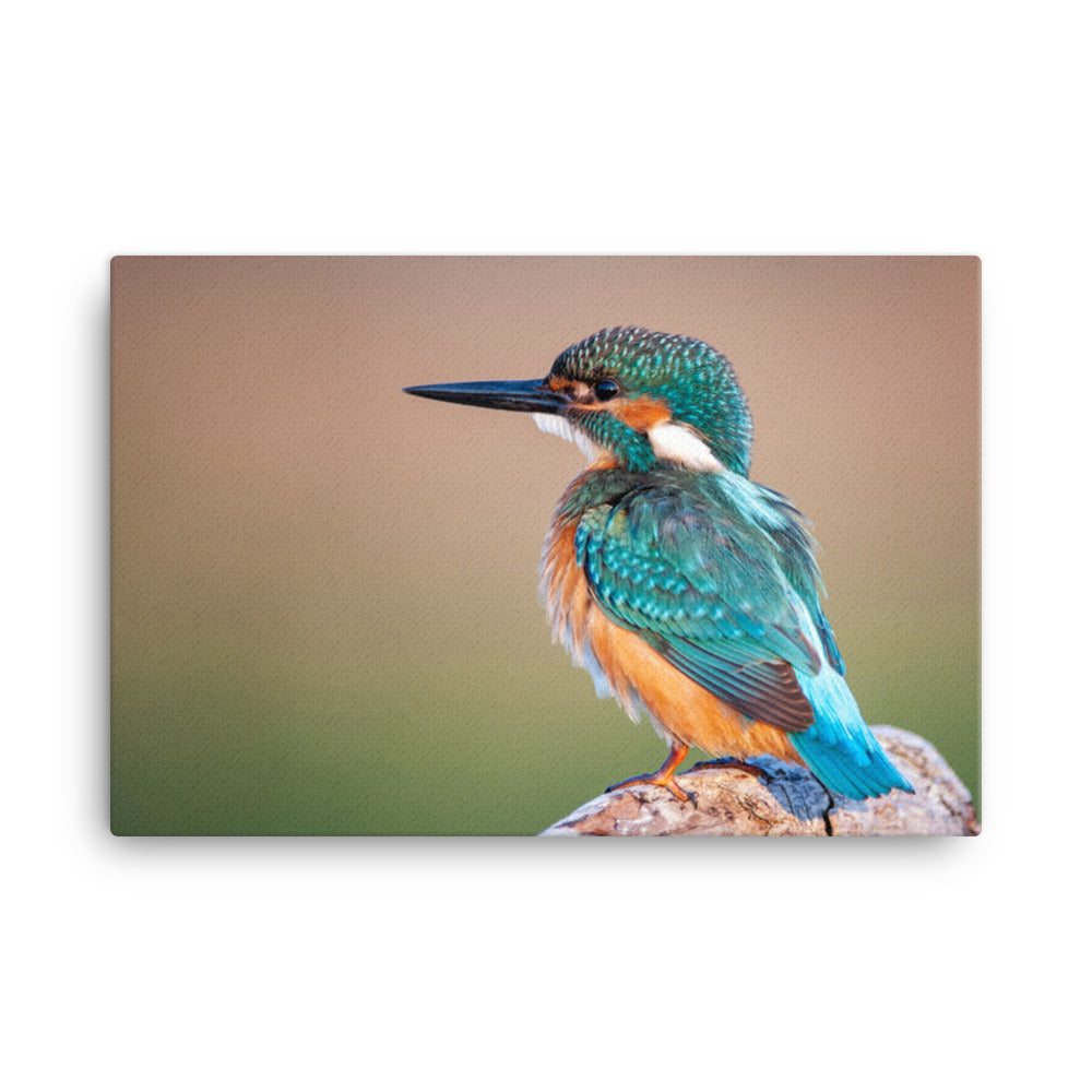 Common Kingfisher Bird on Perch Animal Wildlife Photograph Canvas Wall Art Prints