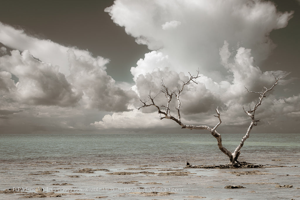 Wanderlust Aged and Colorized Coastal Landscape Photo Fine Art Canvas Prints - PIPAFINEART