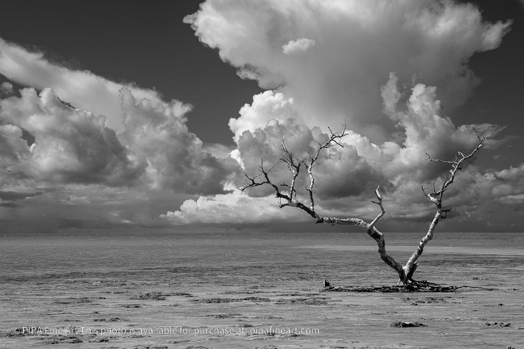 Wanderlust High Contrast Black and White Coastal Landscape Photo Fine Art Canvas Prints - PIPAFINEART
