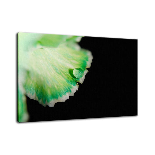 Water Droplet on Carnation Petal Nature / Floral Photo Fine Art Canvas Wall Art Prints  - PIPAFINEART