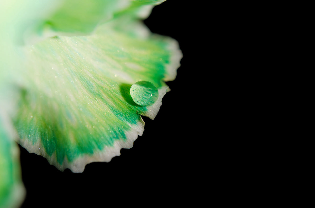 Water Droplet on Carnation Petal DIY Wall Decor Instant Download Print - Printable Wall Art - PIPAFINEART