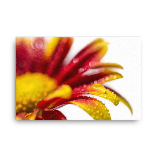 Water Droplets On Mum Petals Floral Botanical Nature Photo Canvas Wall Art Prints