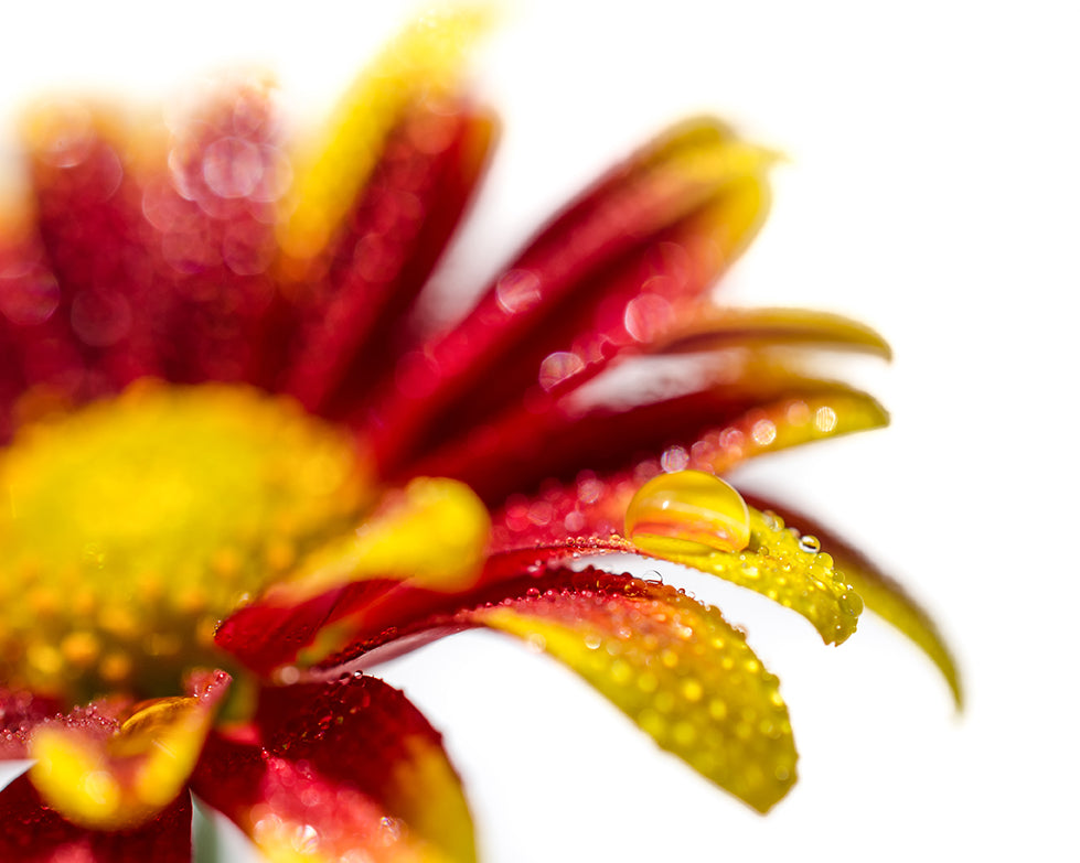Water Droplets On Mum Petals Floral Nature Photo DIY Wall Decor Instant Download Print - Printable - PIPAFINEART