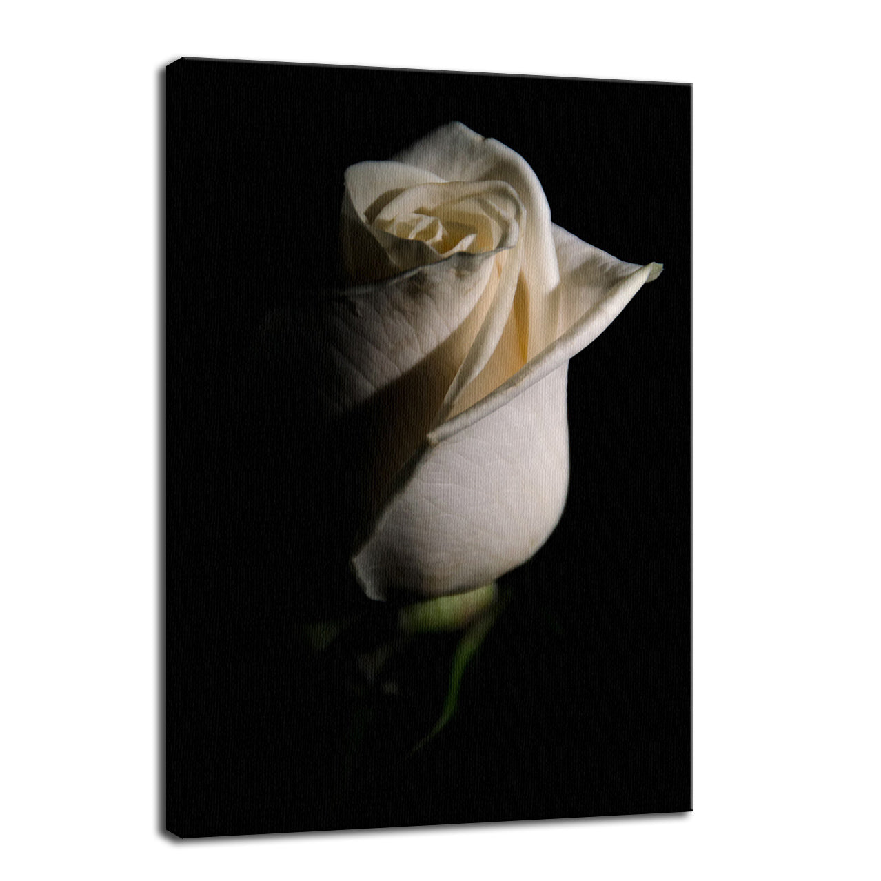 White Rose Low Key Nature / Floral Photo Fine Art Canvas Wall Art Prints - PIPAFINEART
