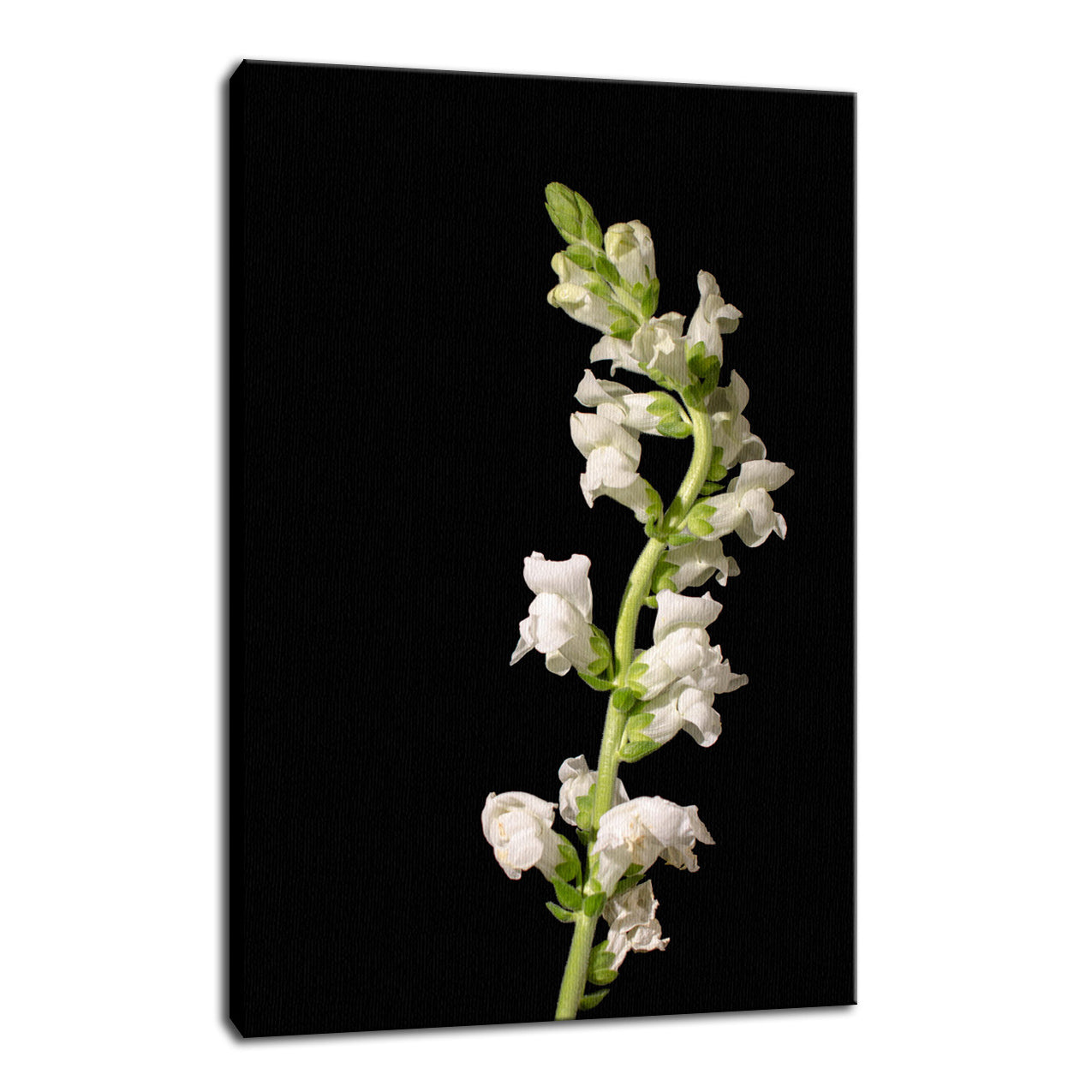 White Snapdragons Against Black Nature / Floral Photo Fine Art Canvas Wall Art Prints - PIPAFINEART