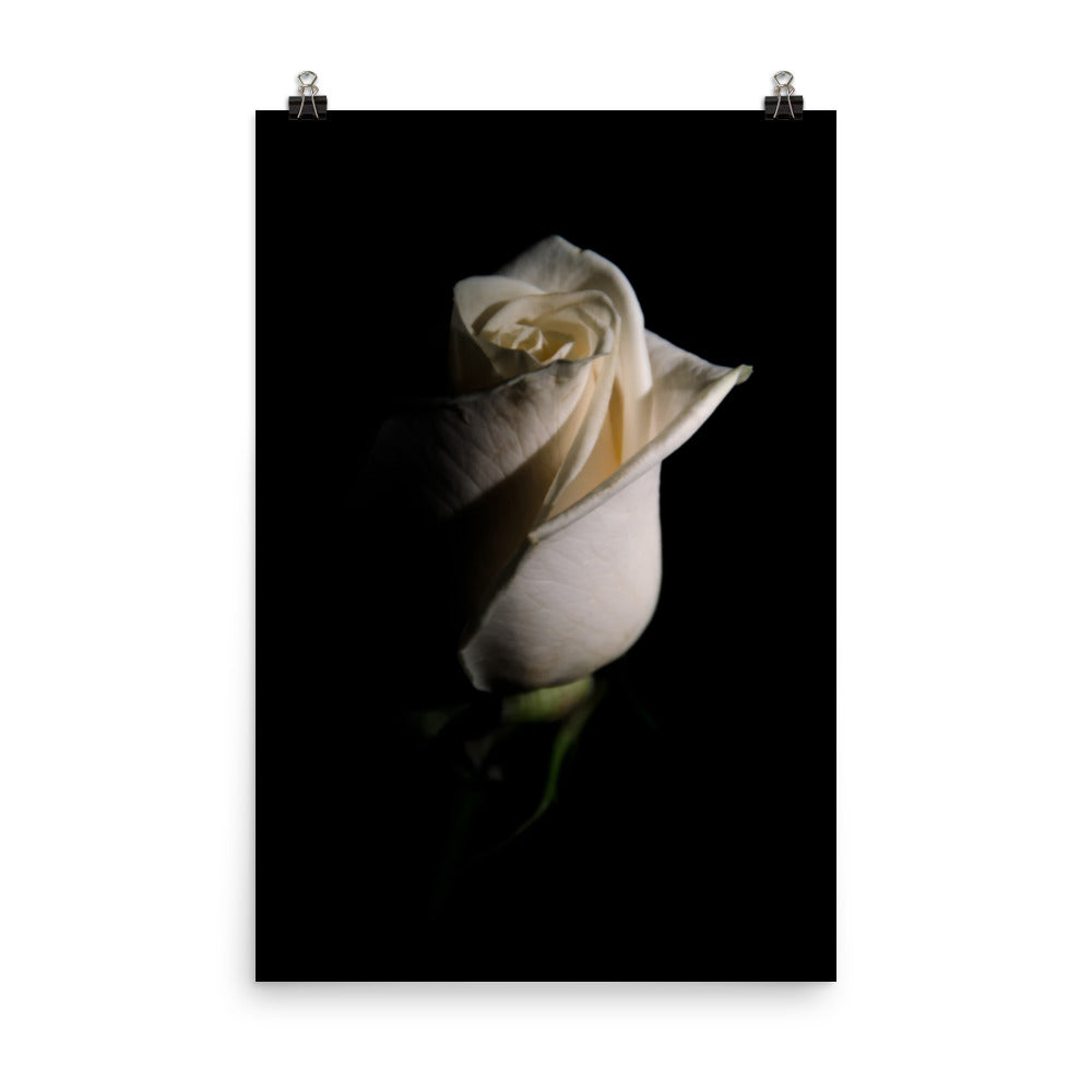 White Rose Low Key Floral Nature Photo Loose Unframed Wall Art Prints