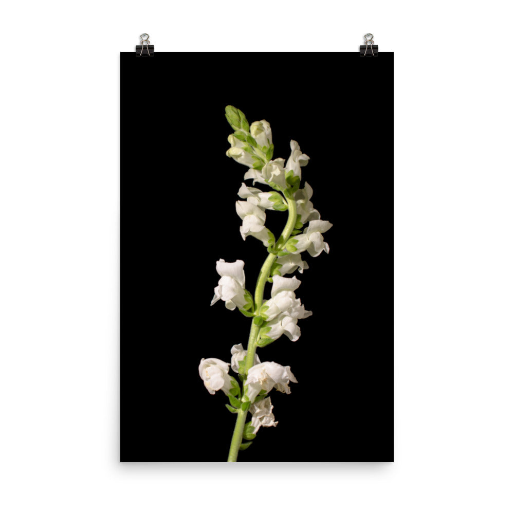 White Snapdragons Floral Nature Photo Loose Unframed Wall Art Prints - PIPAFINEART