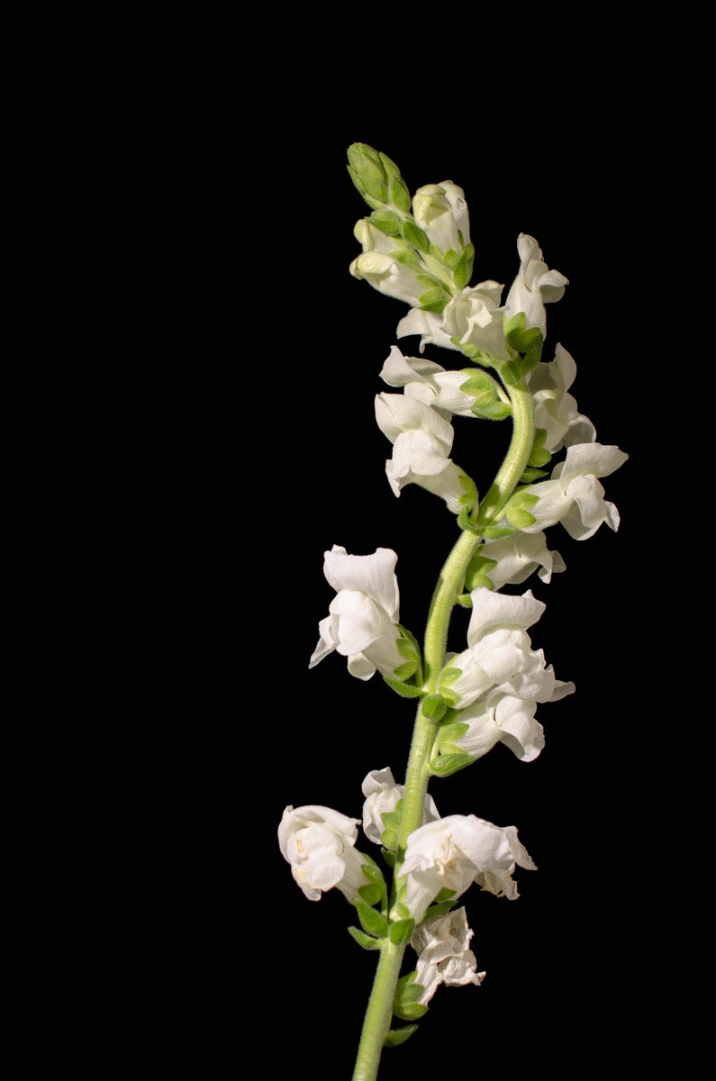 White Snapdragons Against Black Nature / Floral Photo Fine Art Canvas Wall Art Prints - PIPAFINEART