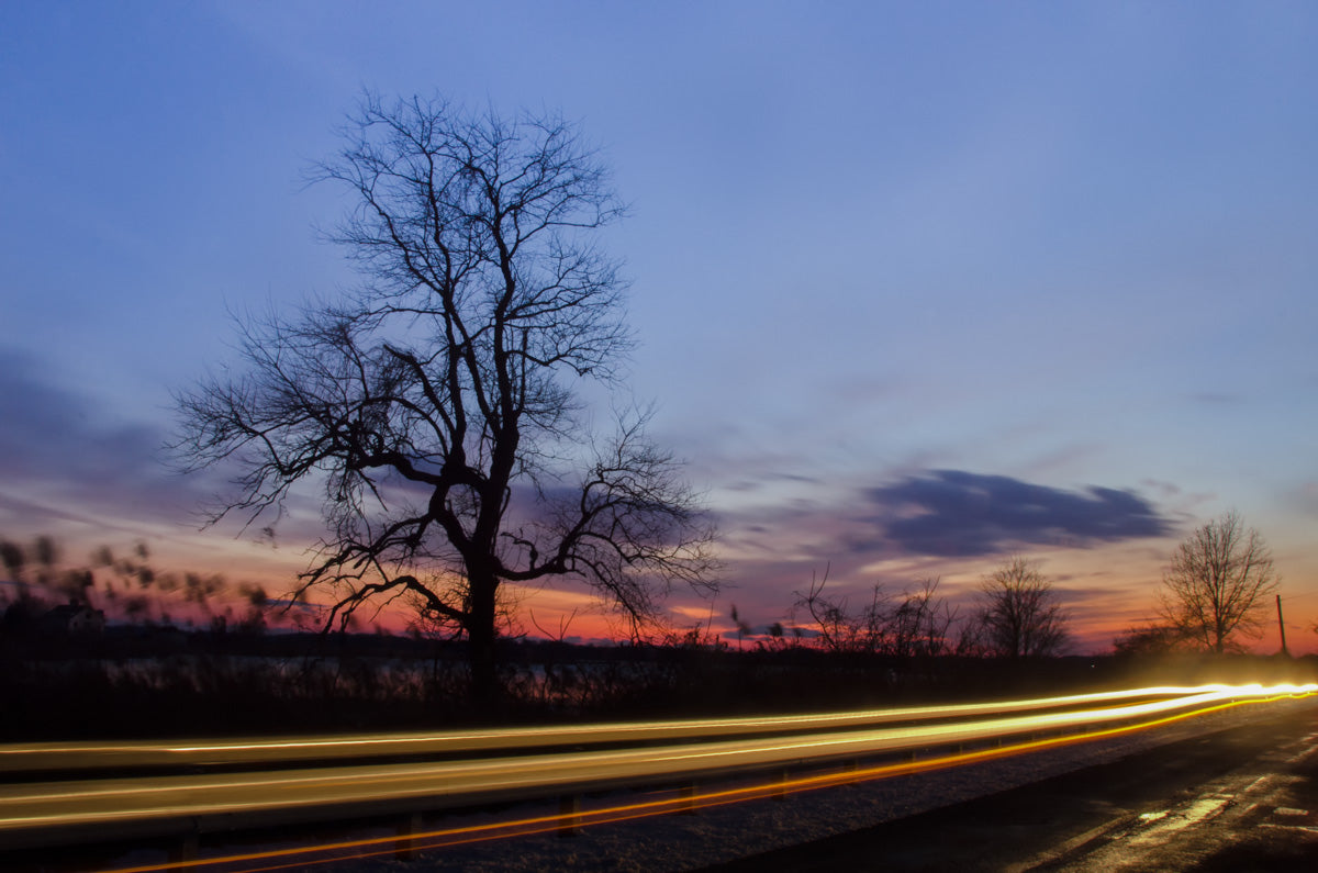 Wicked Tree Rural Landscape Photo Fine Art Canvas Wall Art Prints - PIPAFINEART