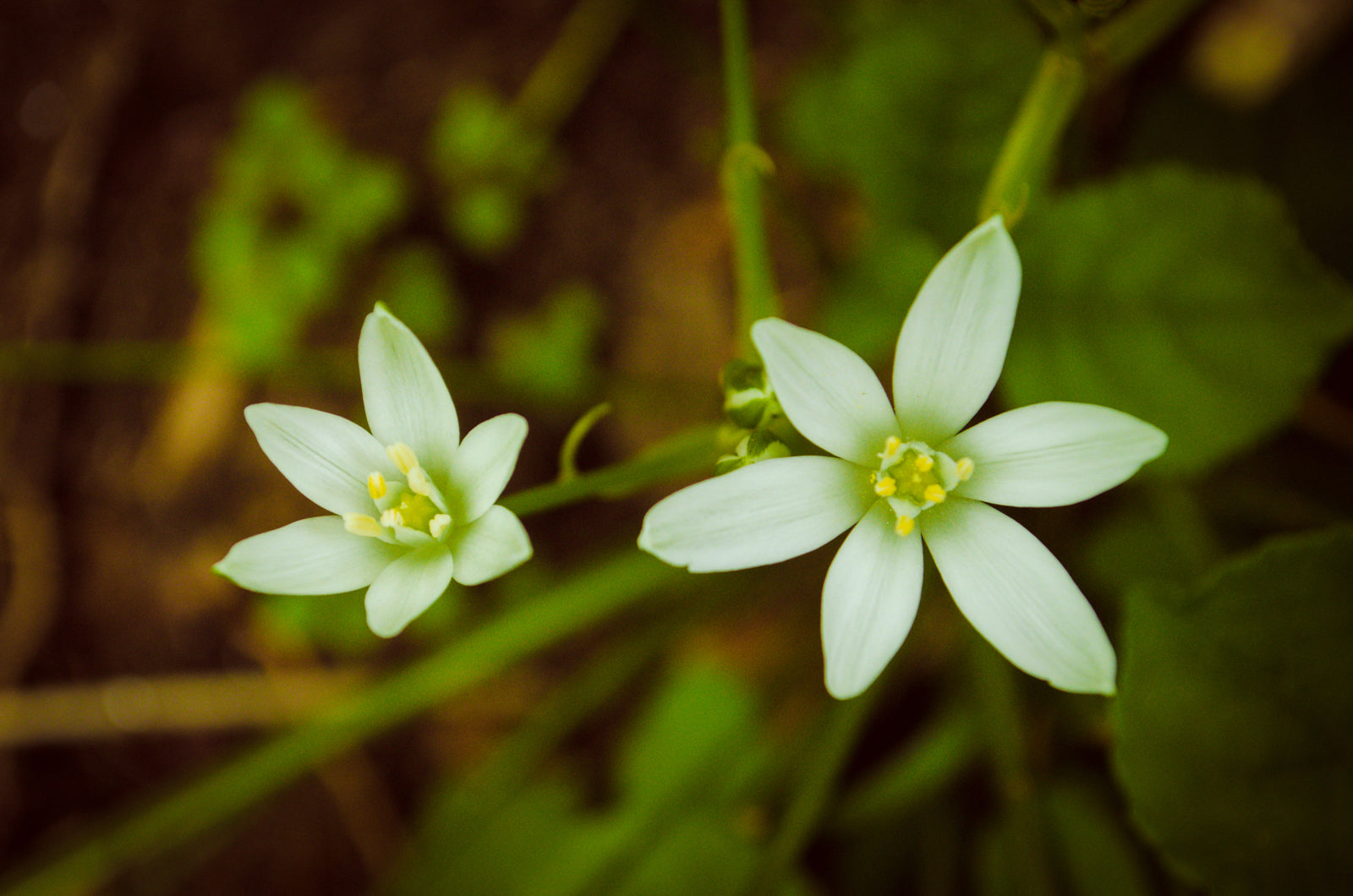 Wild Beauty Nature / Floral Photo Fine Art Canvas Wall Art Prints  - PIPAFINEART