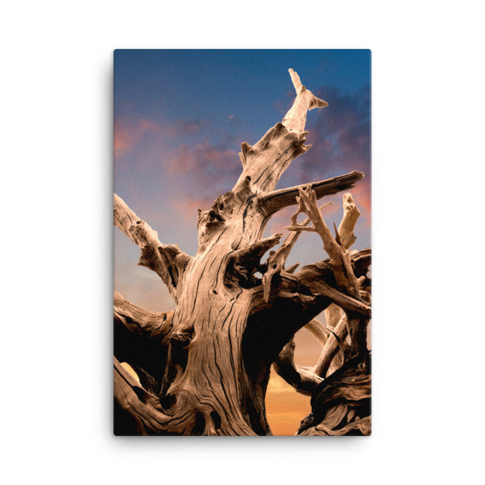 Wilted Cypress Tree and Sunrise Rustic Botanical Nature Photo Canvas Wall Art Prints