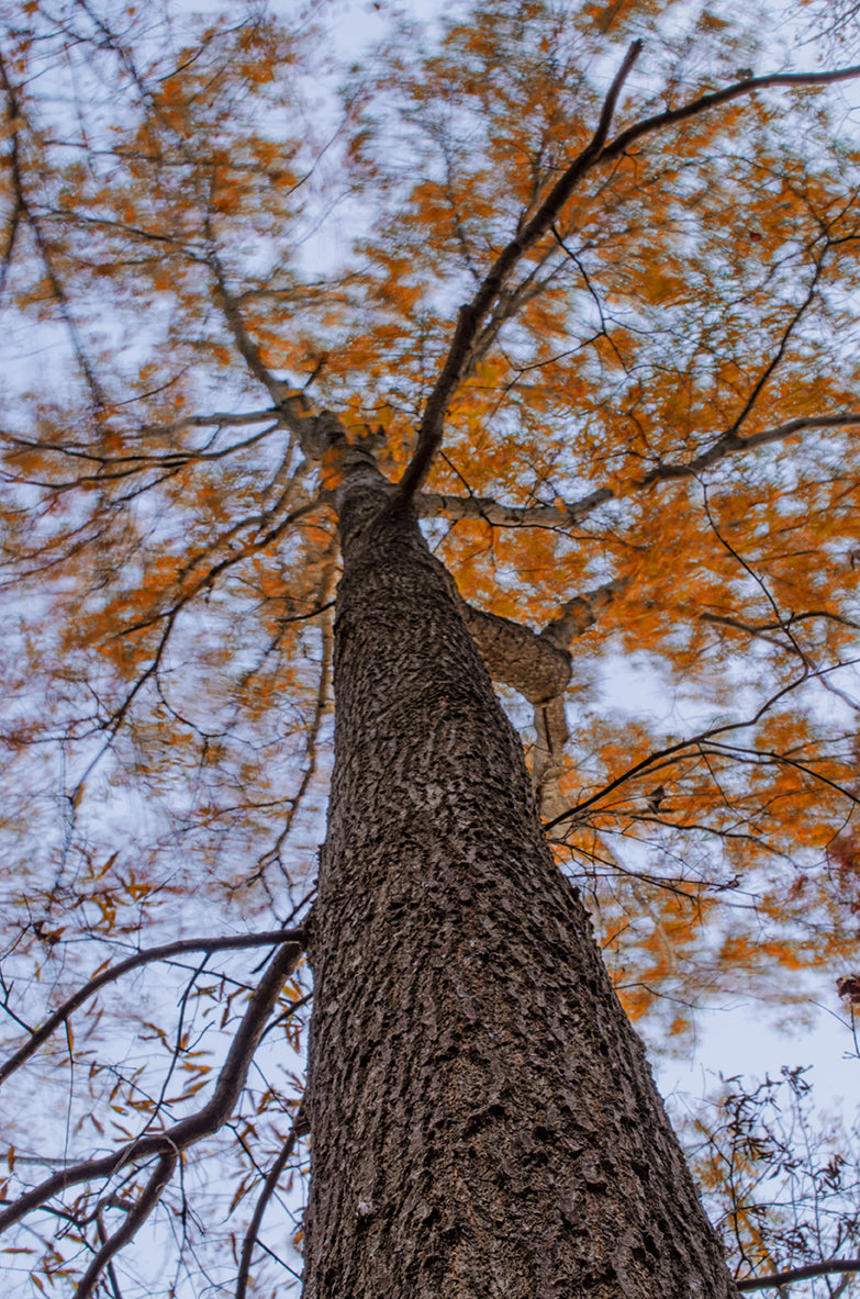 Wind in the Trees Botanical / Nature Photo Fine Art Canvas Wall Art Prints  - PIPAFINEART