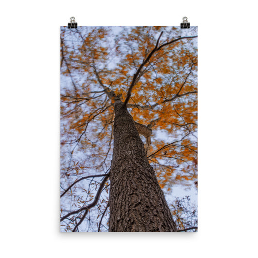 Wind in the Trees Botanical Nature Photo Loose Unframed Wall Art Prints - PIPAFINEART