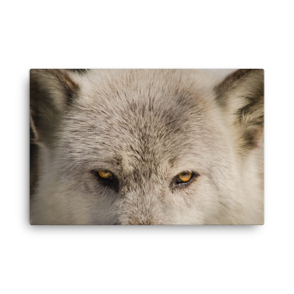 Wolf Eyes Animal / Wildlife Photograph Canvas Wall Art Prints