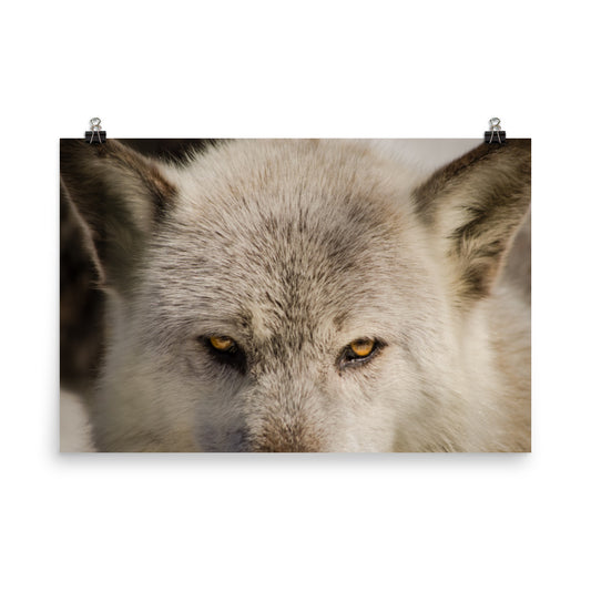 Wolf Eyes Rustic Animal / Wildlife Rustic Farmhouse Style Photograph Loose Wall Art Print