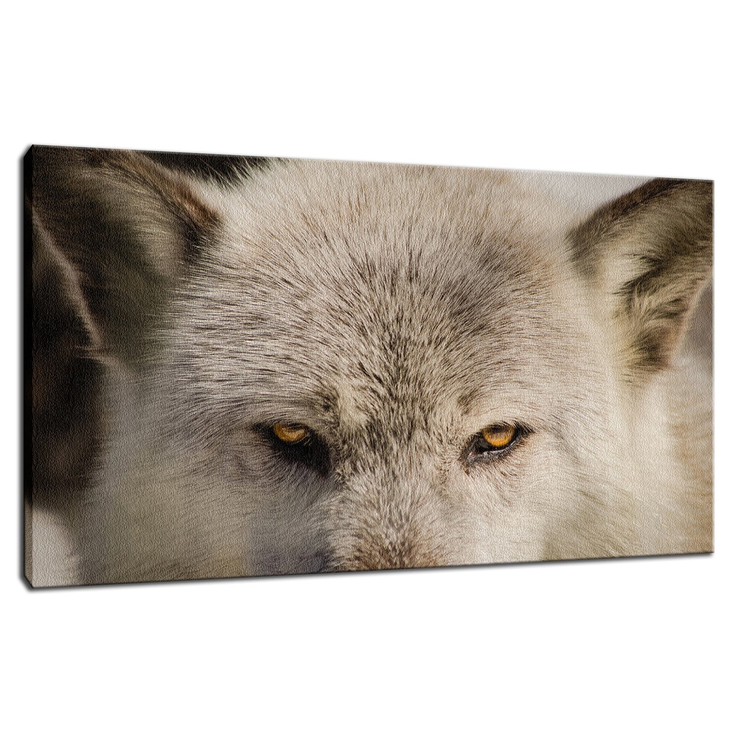 Wolf Eyes Animal / Wildlife Photograph Fine Art Canvas & Unframed Wall Art Prints - PIPAFINEART