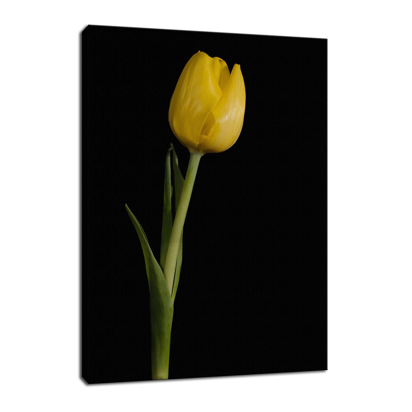 Yellow Tulip on Black Background 5 Nature / Floral Photo Fine Art Canvas Wall Art Prints - PIPAFINEART