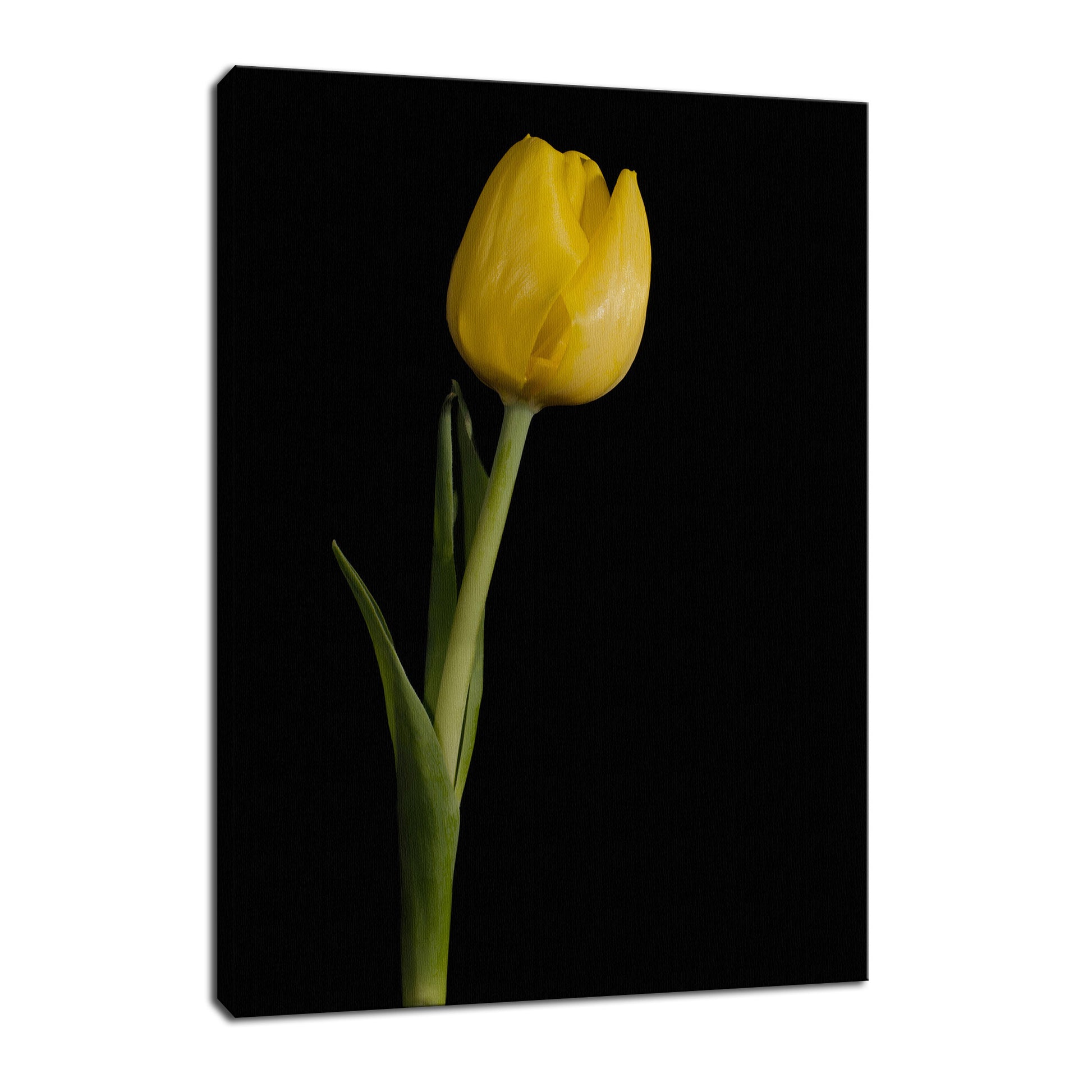 Yellow Tulip on Black Background 5 Nature / Floral Photo Fine Art Canvas Wall Art Prints  - PIPAFINEART