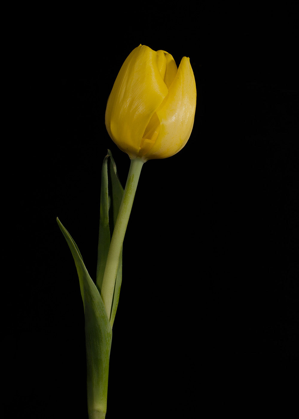 Yellow Tulip on Black Background 5 Nature / Floral Photo Fine Art Canvas Wall Art Prints - PIPAFINEART