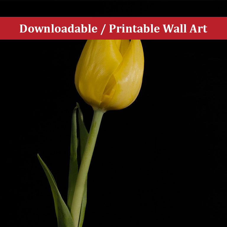 Yellow Tulip on Black Floral Nature Photo DIY Wall Decor Instant Download Print - Printable - PIPAFINEART