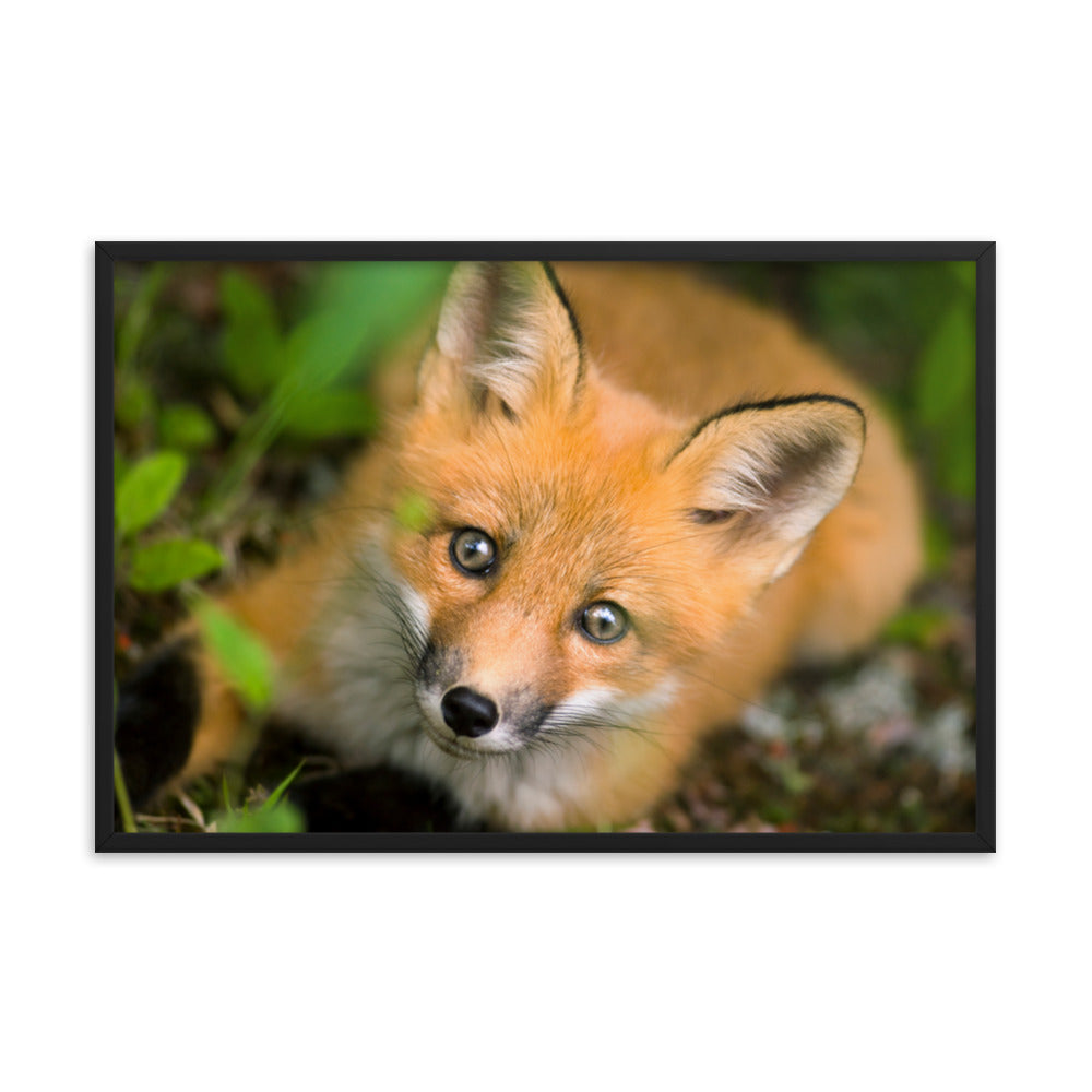 Young Red Fox Face Animal Wildlife Nature Photograph Framed Wall Art Prints