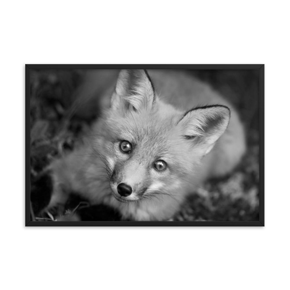 Young Red Fox Face Black and White Animal Wildlife Nature Photograph Framed Wall Art Prints