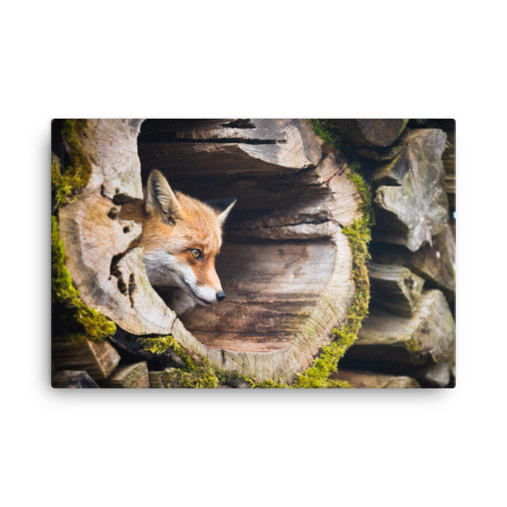 Young Red Fox Face In Mossy Stump Animal Wildlife Nature Photograph Canvas Wall Art Prints
