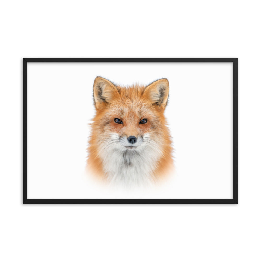 Young Red Fox Face On White Animal Wildlife Nature Framed Wall Art Prints