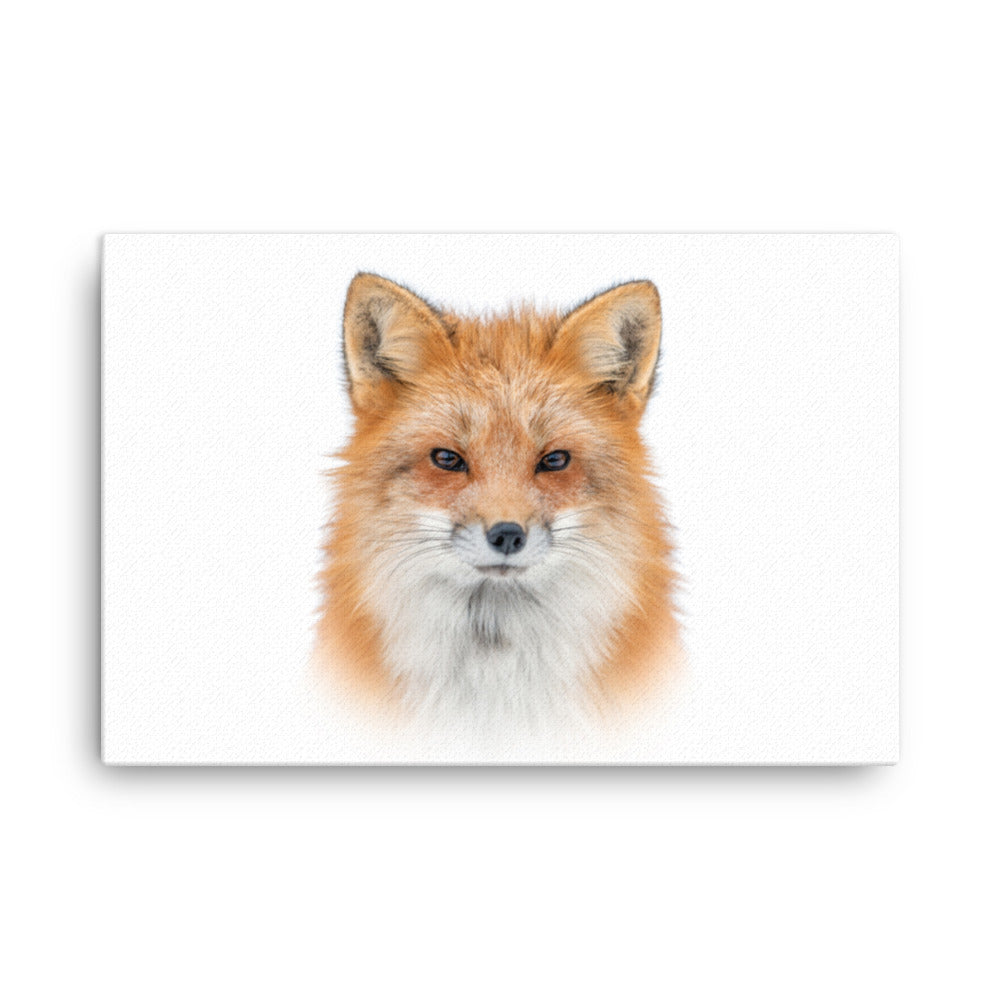 Young Red Fox Face On White Animal Wildlife Nature Canvas Wall Art Prints