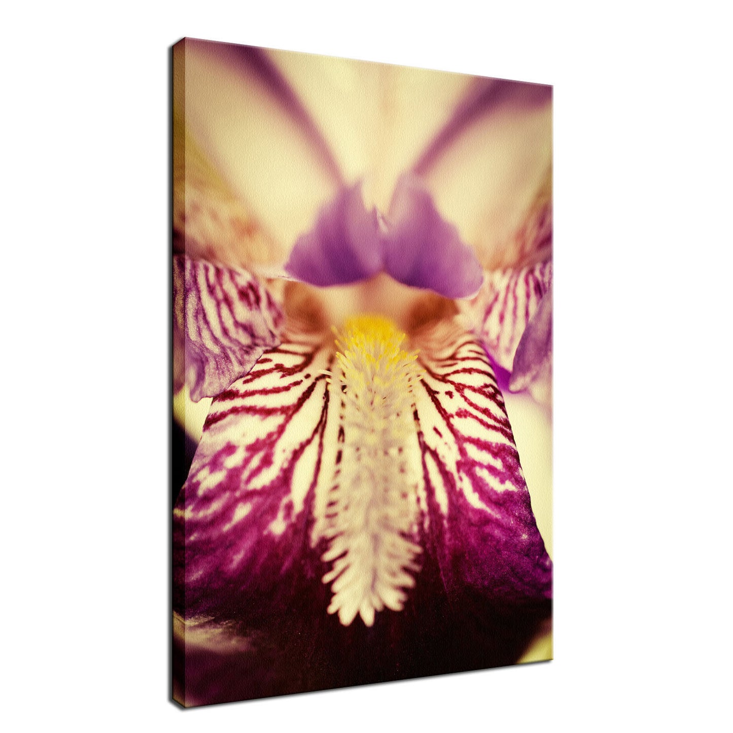 Wall Canvas For Living Room: Antiqued Purple Iris Flower Nature / Floral Photo Fine Art Canvas Wall Art Prints - PIPAFINEART