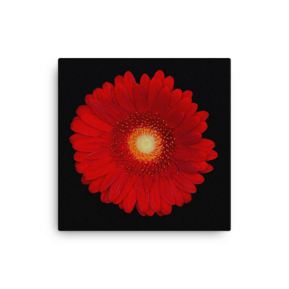 Canvas 16×16 - PIPAFINEART