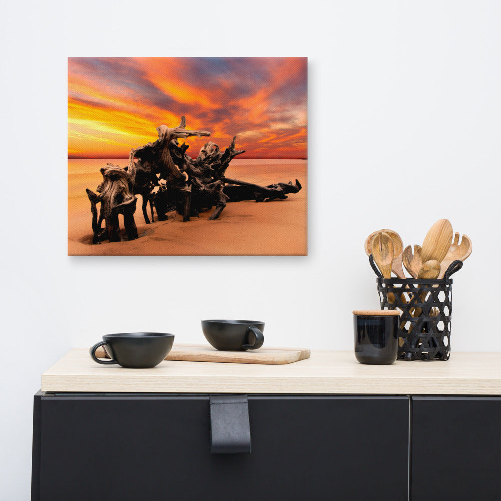 Coastal Driftwood Wall Art: Dried Tree Roots and Sunrise Boneyard Beach Jackson Florida Canvas Wall Art Print 16"x 20"