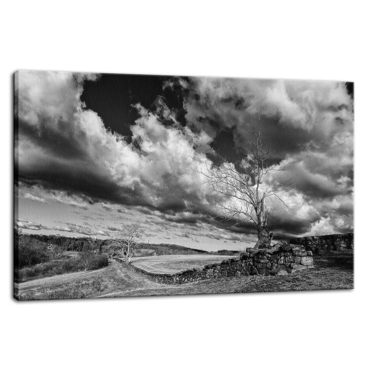 Dead Tree and Stone Wall in Black and White Fine Art Canvas Wall Art Prints - PIPAFINEART