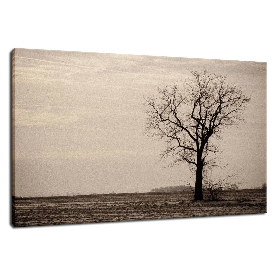 Lonely Tree in Black and White Rural Landscape Photo Fine Art Canvas Wall Art Prints - PIPAFINEART