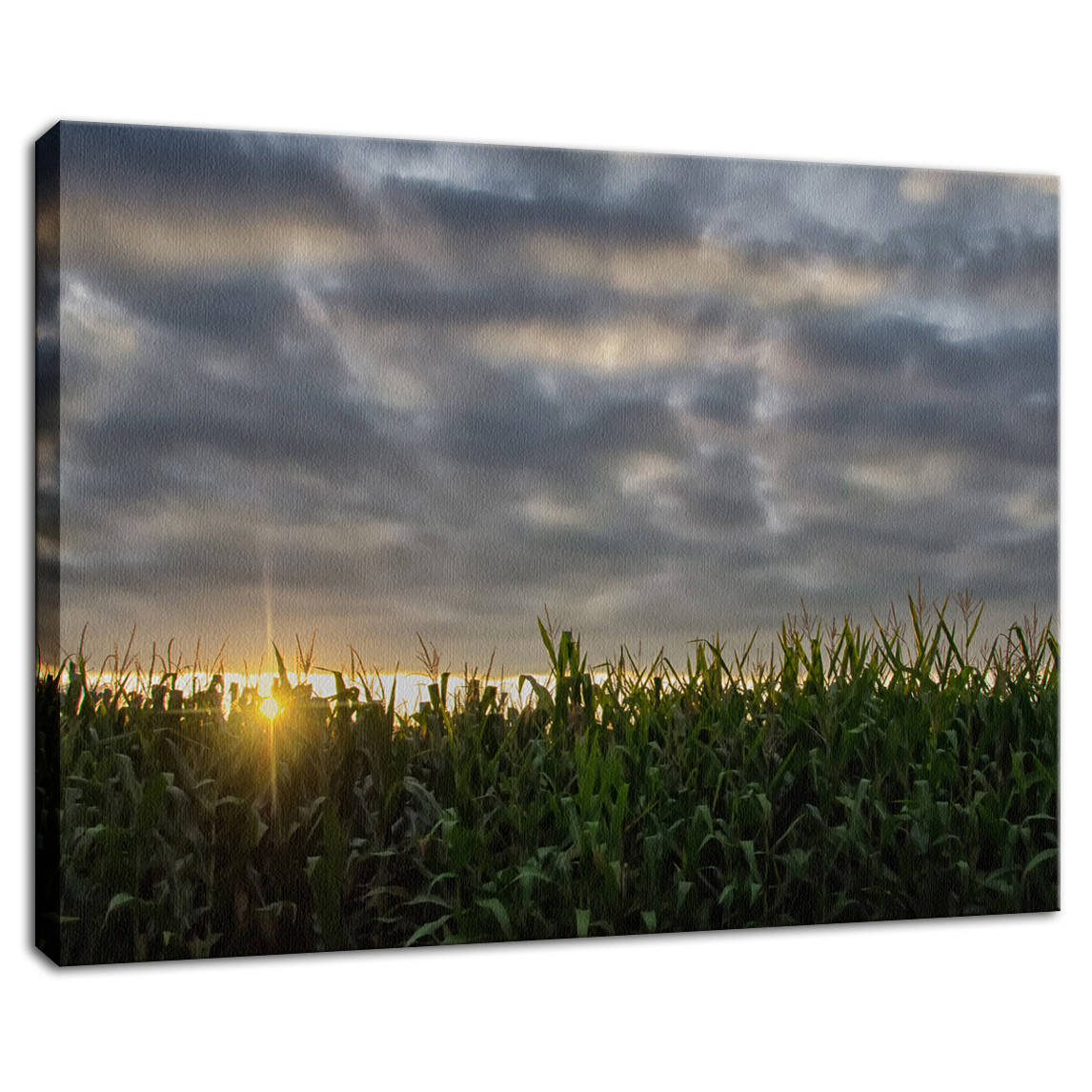 Rows of Corn Rural Landscape Photograph Fine Art Canvas Wall Art Prints - PIPAFINEART