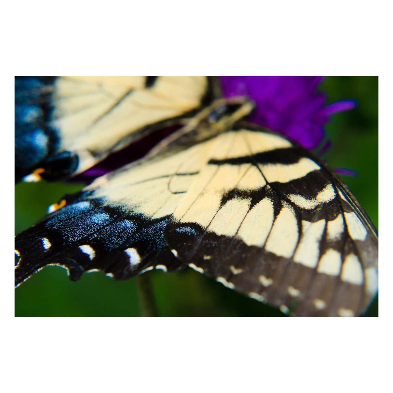Butterfly Wings Animal / Wildlife Photograph Fine Art Canvas & Unframed Wall Art Prints - PIPAFINEART