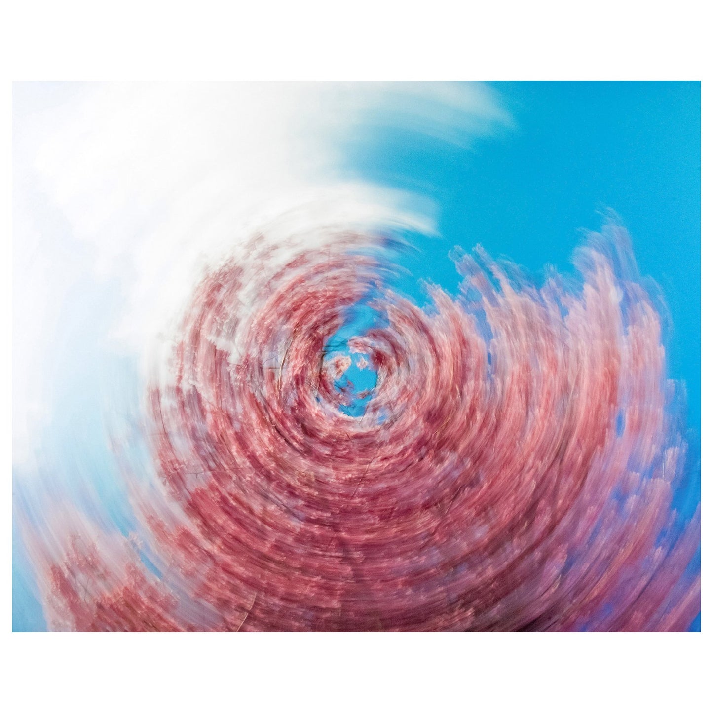 Swirling Tree Abstract Photo Fine Art Canvas & Unframed Wall Art Prints  - PIPAFINEART