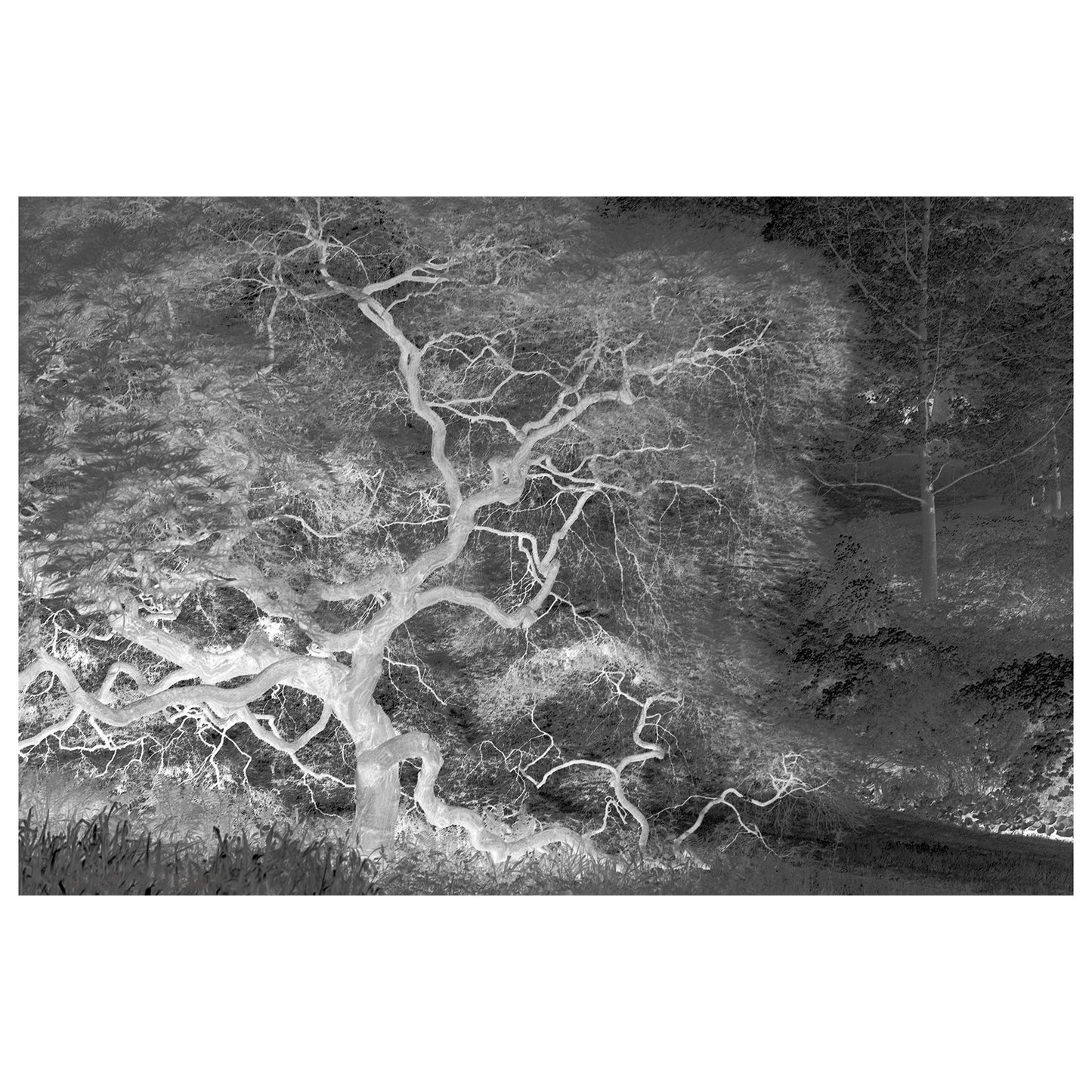 Infrared Japanese Maple Abstract Photo Fine Art Canvas & Unframed Wall Art Prints - PIPAFINEART