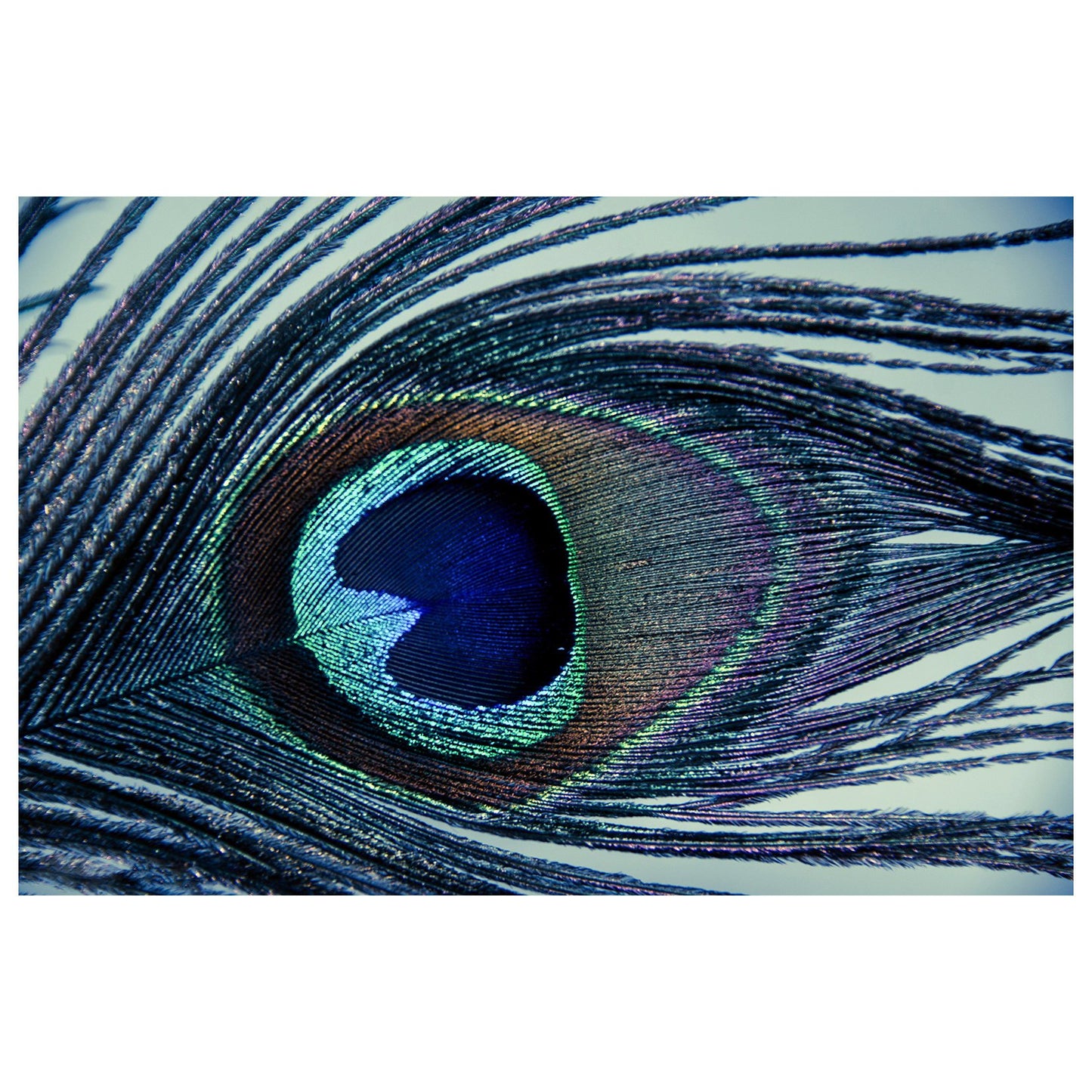 Eye of the Peacock Abstract Photo Fine Art Canvas & Unframed Wall Art Prints  - PIPAFINEART
