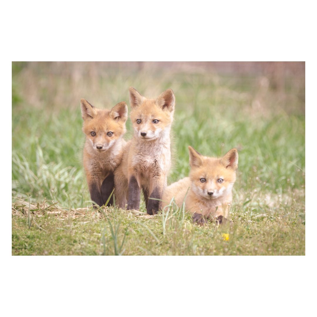 Siblings Animal / Wildlife Photograph Fine Art Canvas & Unframed Wall Art Prints - PIPAFINEART