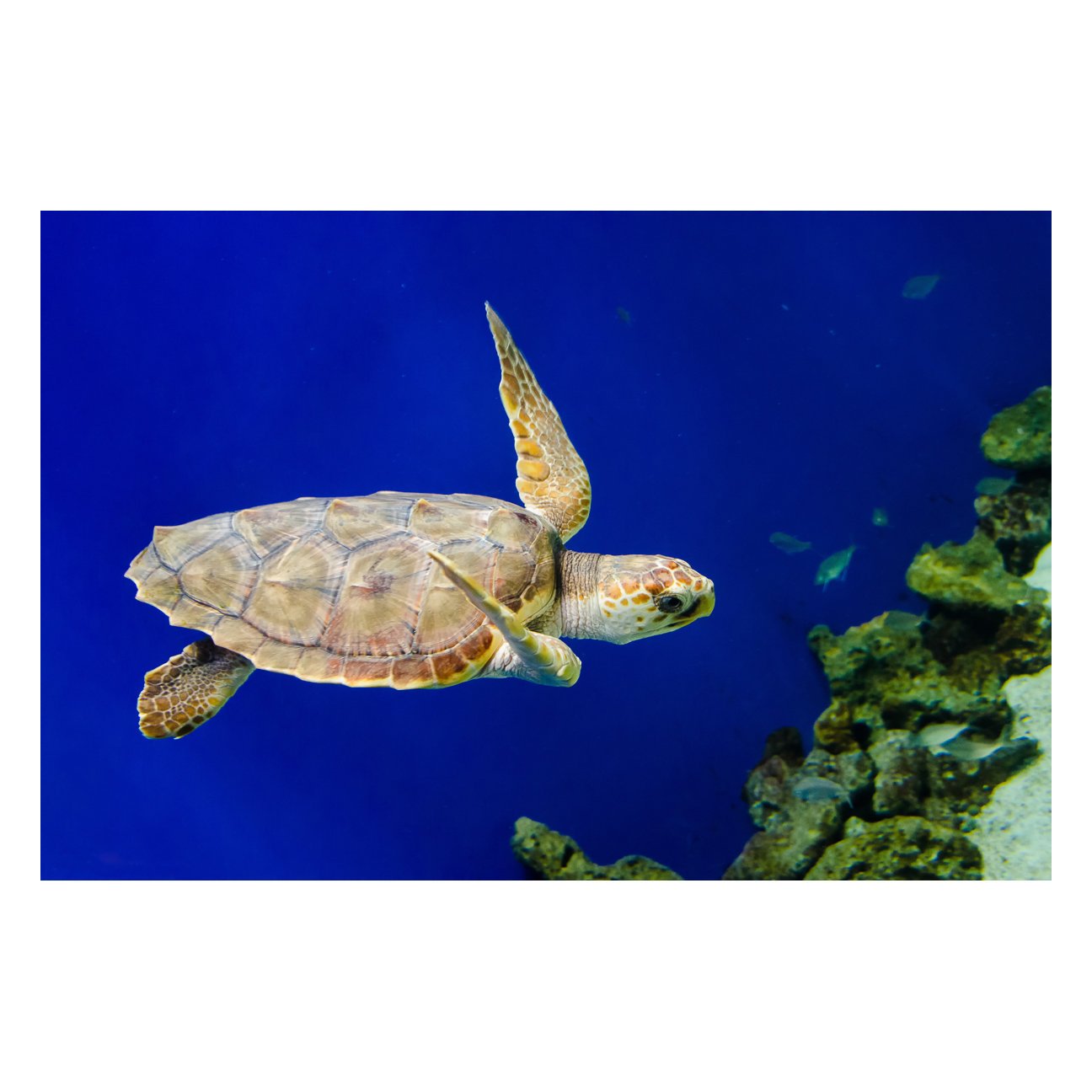 Sea Turtle 1 Animal / Wildlife Photograph Fine Art Canvas & Unframed Wall Art Prints - PIPAFINEART