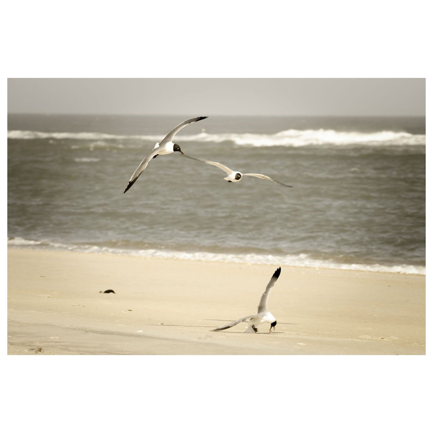 Life at the Shore - Coastal Landscape Fine Art Canvas & Unframed Wall Art Prints - PIPAFINEART