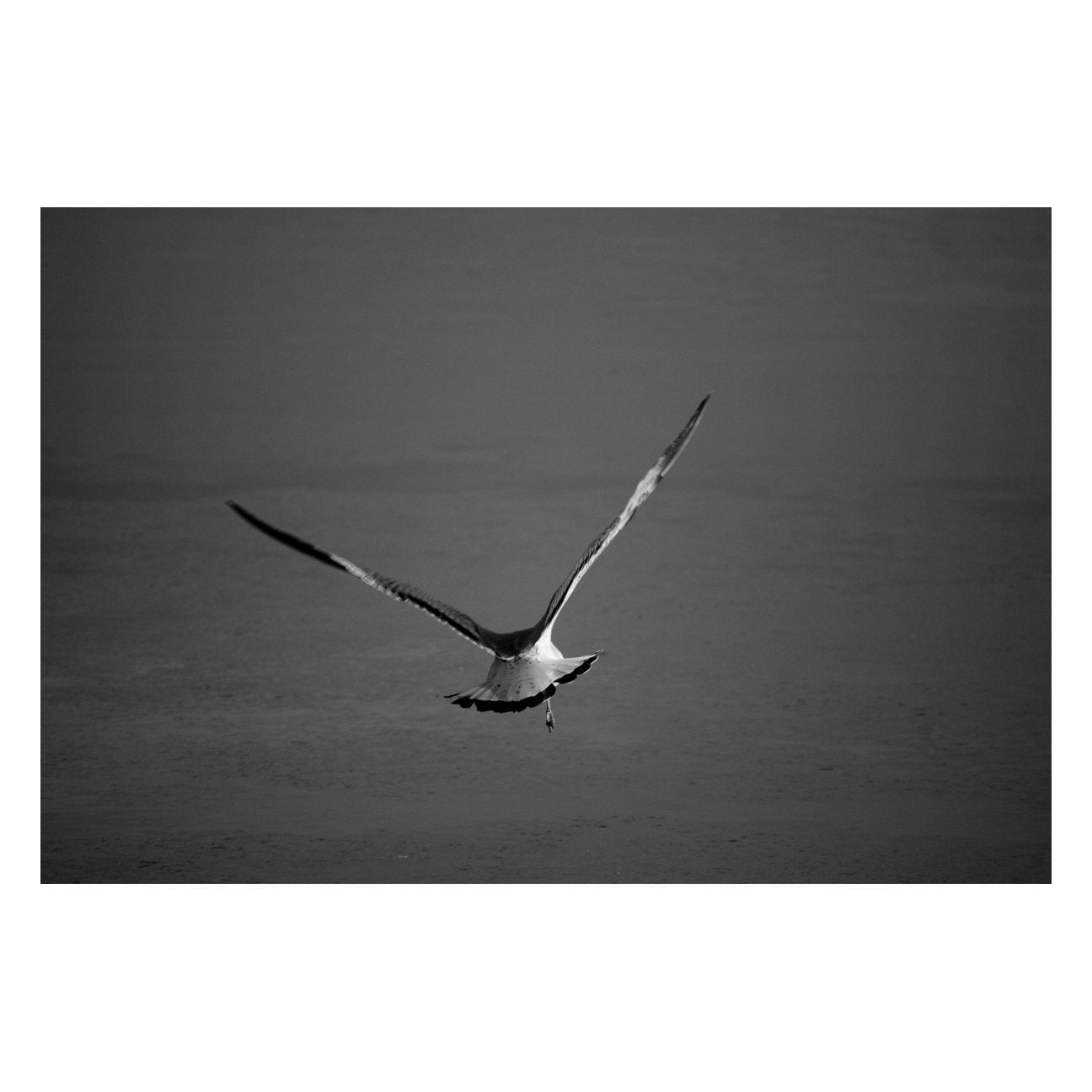 Flying Free Animal / Wildlife Photograph Fine Art Canvas & Unframed Wall Art Prints - PIPAFINEART
