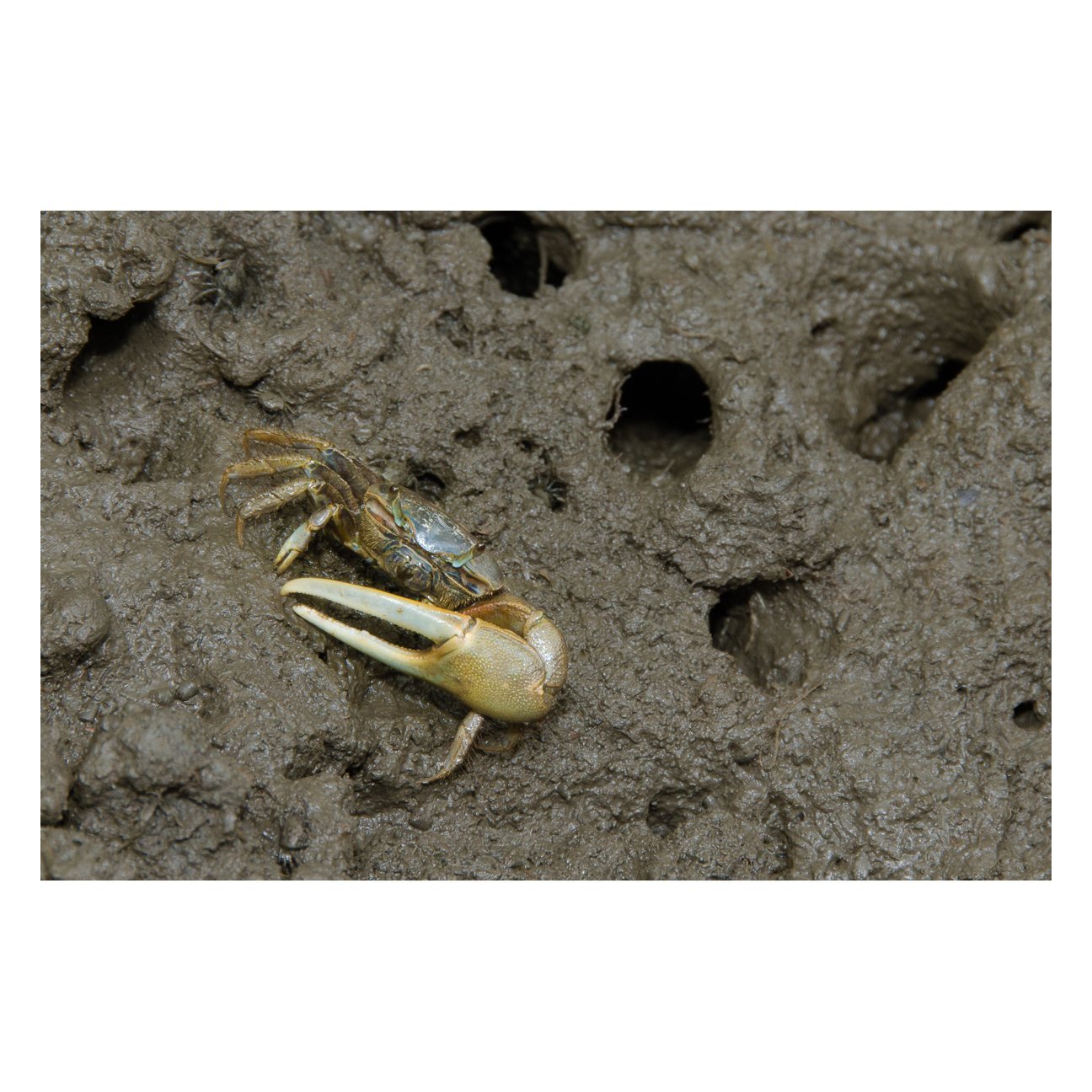 Fiddler Crab Animal / Wildlife Photograph Fine Art Canvas & Unframed Wall Art Prints - PIPAFINEART